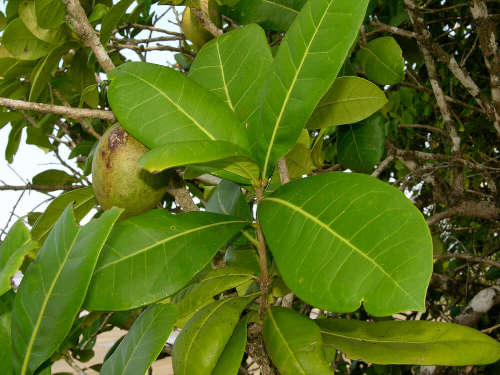 Amphitecna latifolia 